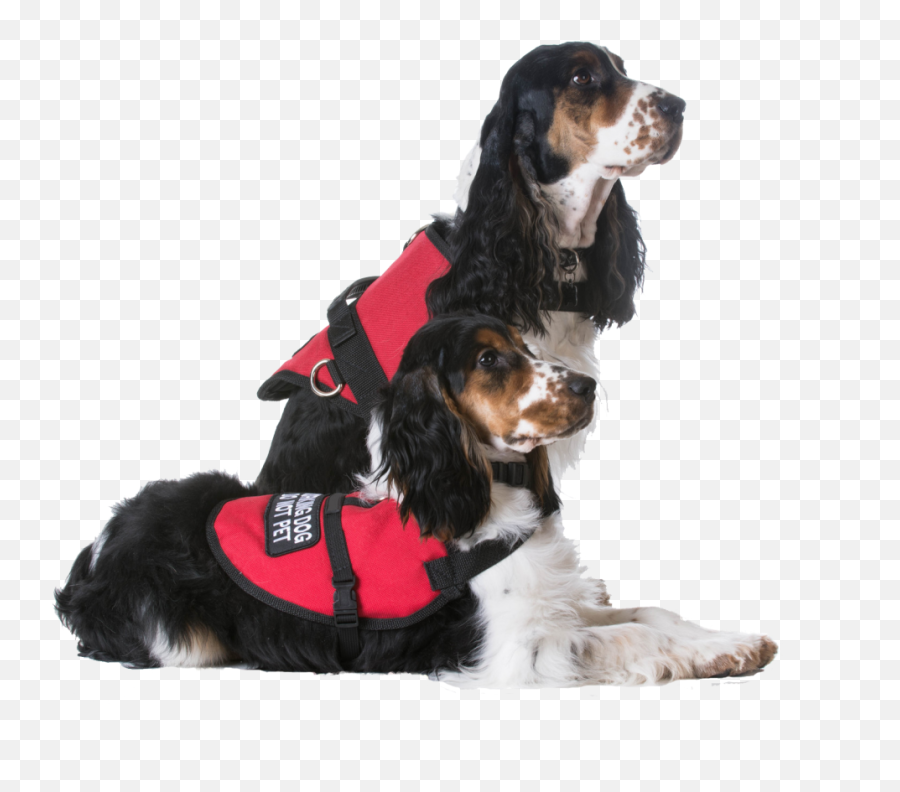 Service Dog Training - Dog Clothes Emoji,Emotion Support Animal