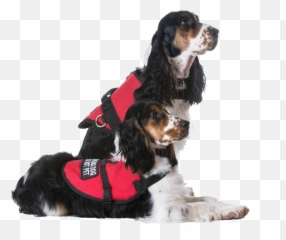 Service Dog Training - Dog Clothes Emoji,Emotion Support Animal
