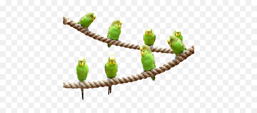 Free Parakeet Budgie Photos - Birds And Nature Background Png Emoji,Cockatiel Emotions