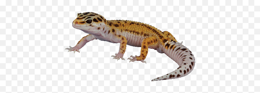 Leopard Gecko Emoji,Do Bearded Dragons Change Color Do To Emotion