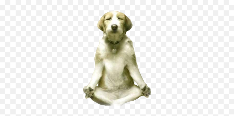 Philosophy - Dog Meditation Emoji,Unit 8 | Lesson 6 Lesson Assessment: Emotions 14c