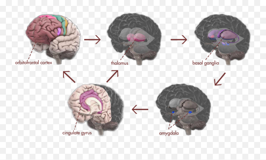 Death - Cerebro Trastorno Obsesivo Compulsivo Emoji,Ocd Brain And Communication Of Emotions