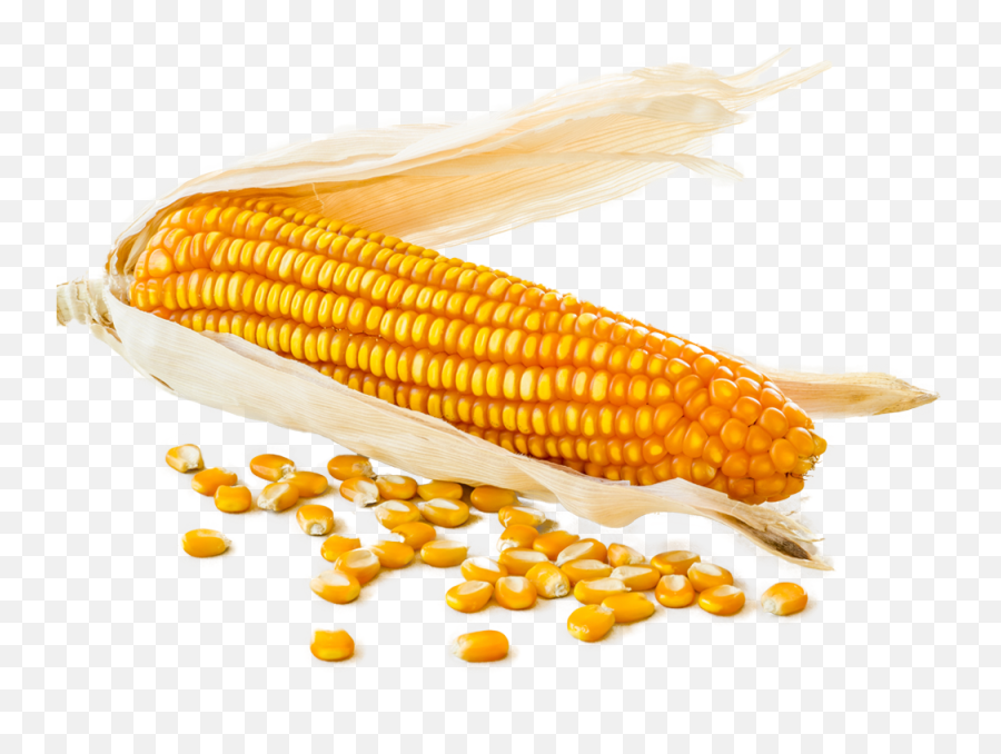 Corn Cob With Loose Corn Kernels Around - Dried Corn On Cob Png Emoji,Corn Cob Emoji Shirt