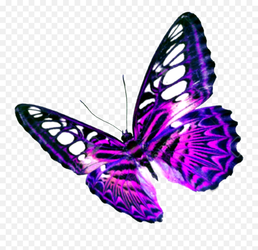 Purple Butterfly Transparent Background - Clear Background Butterfly Png Transparent Emoji,Purplebutterfly Emojis