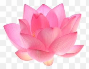 Popular And Trending Lily Stickers - Aesthetic Tumblr Flowers Png Emoji,Lily Flower Emoji