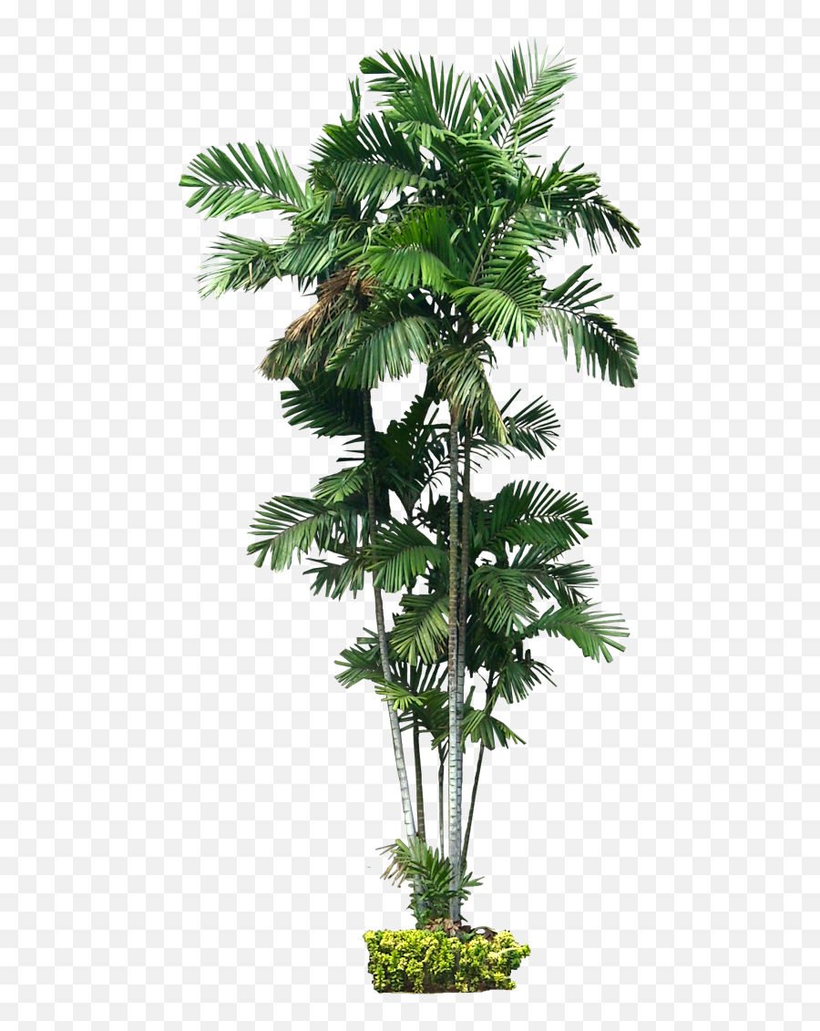 Download Plant Australia Ptychosperma Macarthurii Tree Palm Emoji,Palmas Emoticons