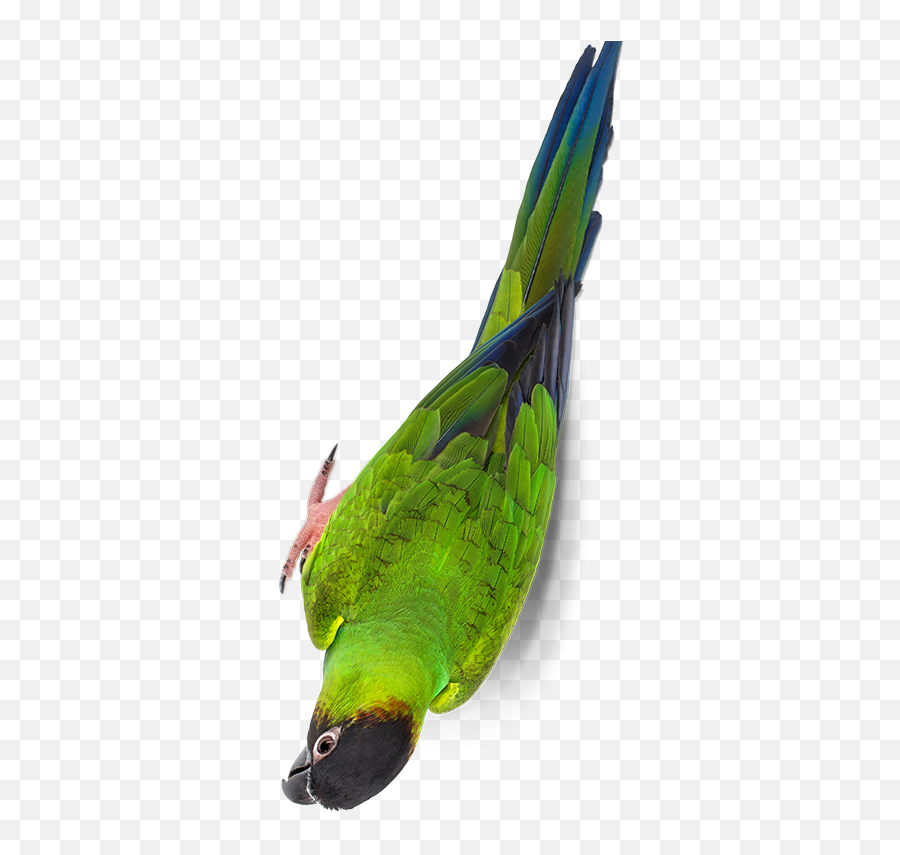 Fruitblend Parrots U0026 Conures - Zupreem Pet Emoji,Parrot Emotion Signs