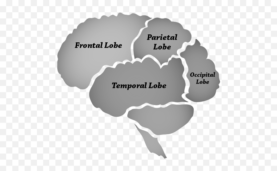 Brain Boosters Austinu0027s Premier Early Childhood Education - Language Emoji,Frontal Lobe Emotion