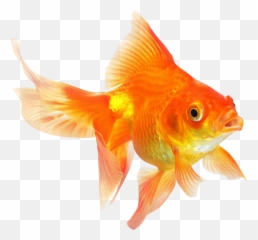 Tags - Fish Png Free Png Images Starpng Emoji,Gold Fidsh Emoji