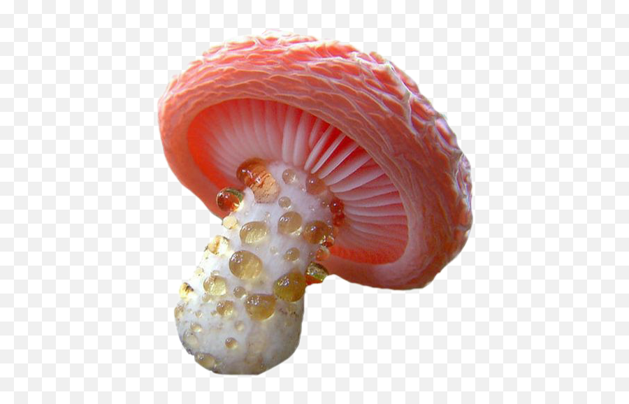 Freetoedit Aesthetic Mushroom Sticker By Corrrvus Emoji,Muschroom Emoji