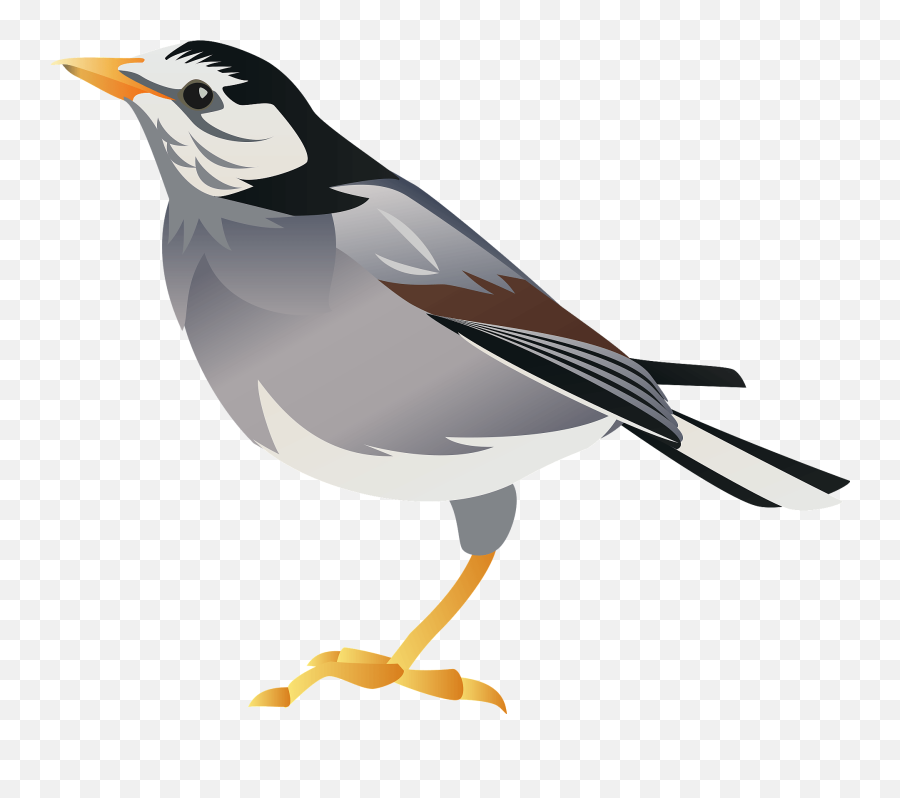 White Cheeked Starling Bird Clipart Free Download Emoji,Salamander Emoji