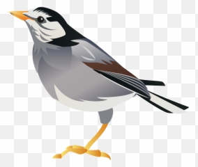 White Cheeked Starling Bird Clipart Free Download Emoji,Salamander Emoji
