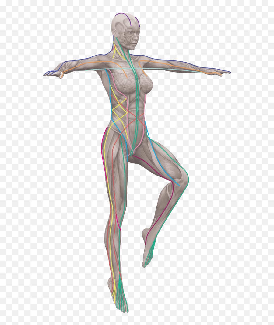 Understanding Fascia An Interview With Tom Myers - Anatomy Trains Emoji,Thomas The Train Emotions