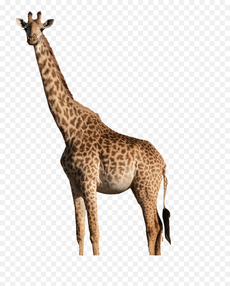 To - Northern Giraffe Emoji,Giraffe Emoji