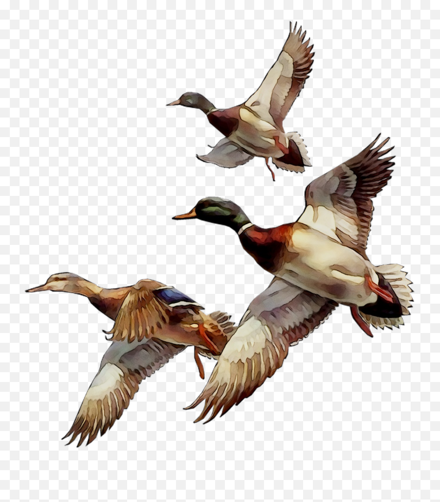 Mallard Bird Duck Goose Gif - Png Download 11061211 Birds Migration Gif Png Emoji,Duck Emoticon Gif