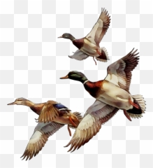 Mallard Bird Duck Goose Gif - Png Download 11061211 Birds Migration Gif Png Emoji,Duck Emoticon Gif