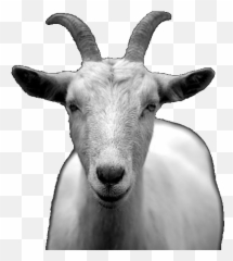 The Mountain Mystery Just 50 Years Ago No One Knew Why - Goat Black Background Emoji,Bill The Goat Emoticon