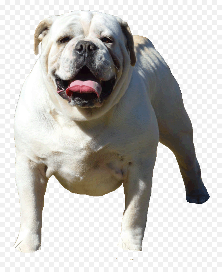Bulldogge Life U2013 Dogs Are Proof That God Loves Us - Olde English Bulldogge Emoji,Wracked With Emotion