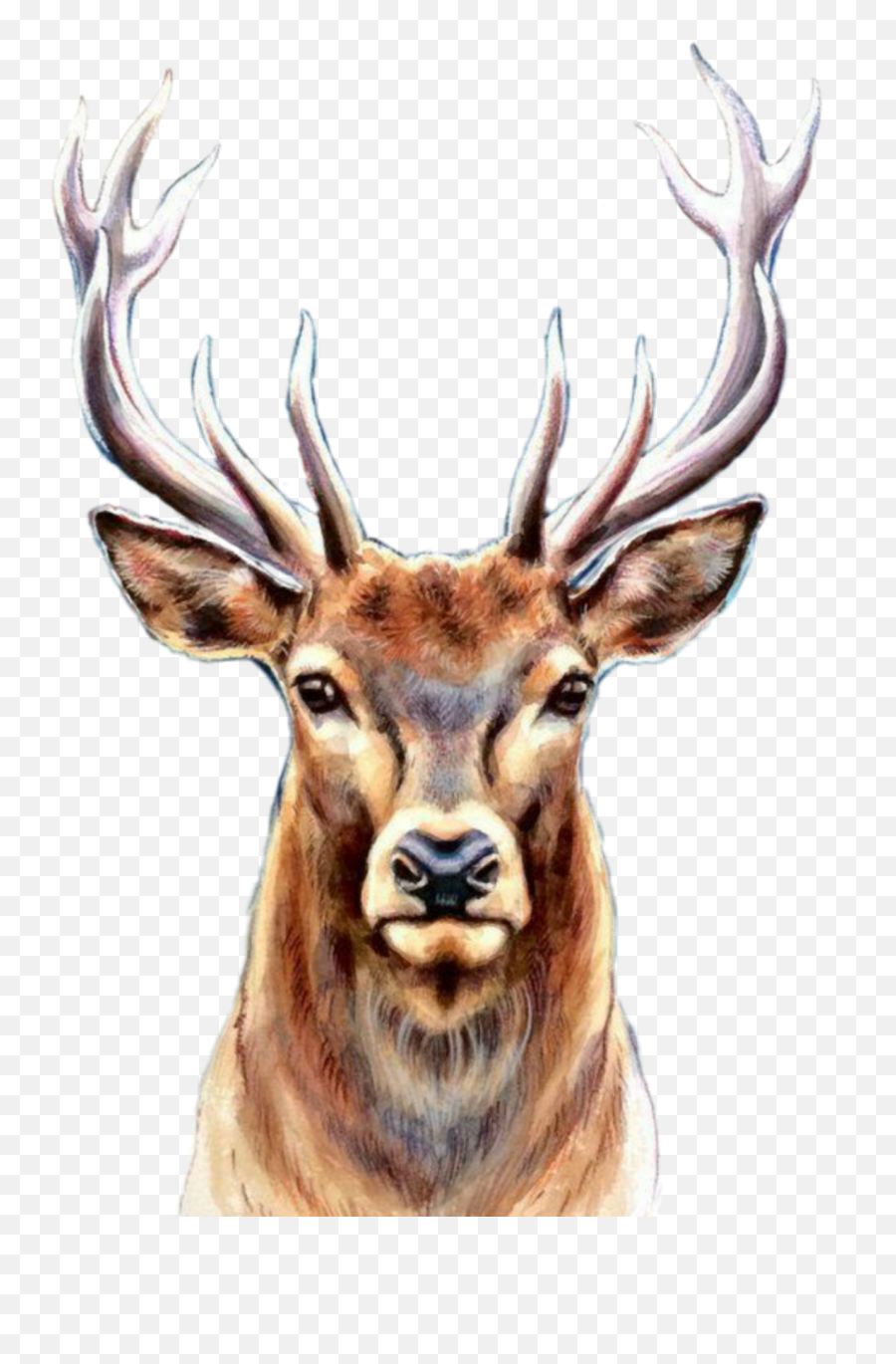 Deer Deers Sticker - Ciervo Art Emoji,Real Deer Emoji