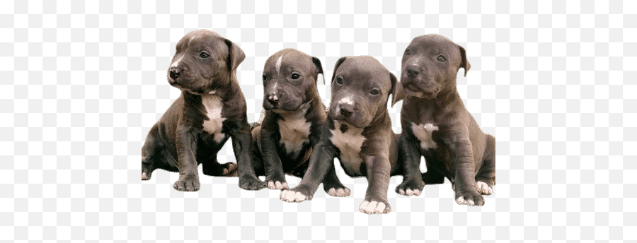 Facts Dog Breed - American Pit Bull Terrier Emoji,Pitbulls Read Emotion