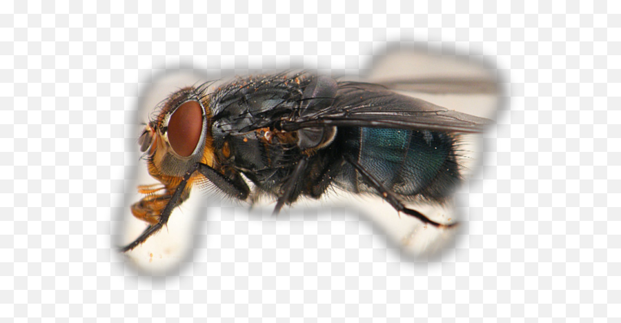 The Most Edited - Parasitism Emoji,Housefly Emoticon