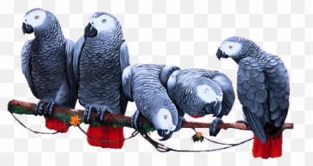 Top Joji Viktor Grey Stickers For - Transparent Gif African Grey Emoji,Grey Cat Emoji