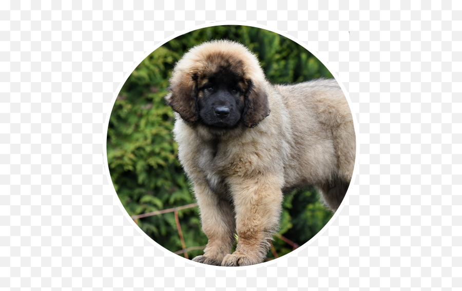 Home Page - Estrela Mountain Dog Emoji,Caucasian Mountain Shepherd Puppy Emoticon