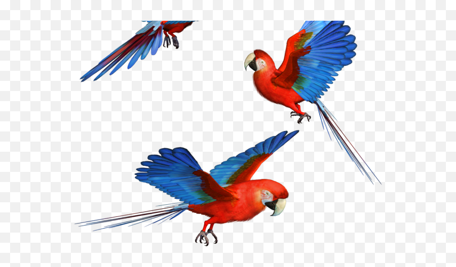 Parrot Clipart Transparent Background - Animals Full Png Hd Emoji,Parrot Emoji