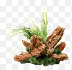 Home - Air Plant Planet Aquascape Emoji,Rhizome Emoticon