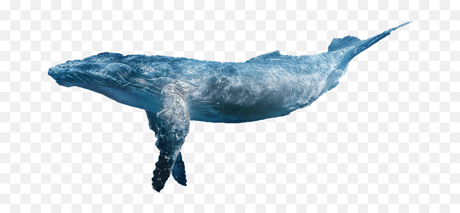 Change Now - Humpback Whale Emoji,Blue Whales Emotions