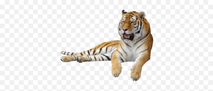 Walking Angry Tiger Hd Transparent Background - 29724 Emoji,Tiger Woods Emojis