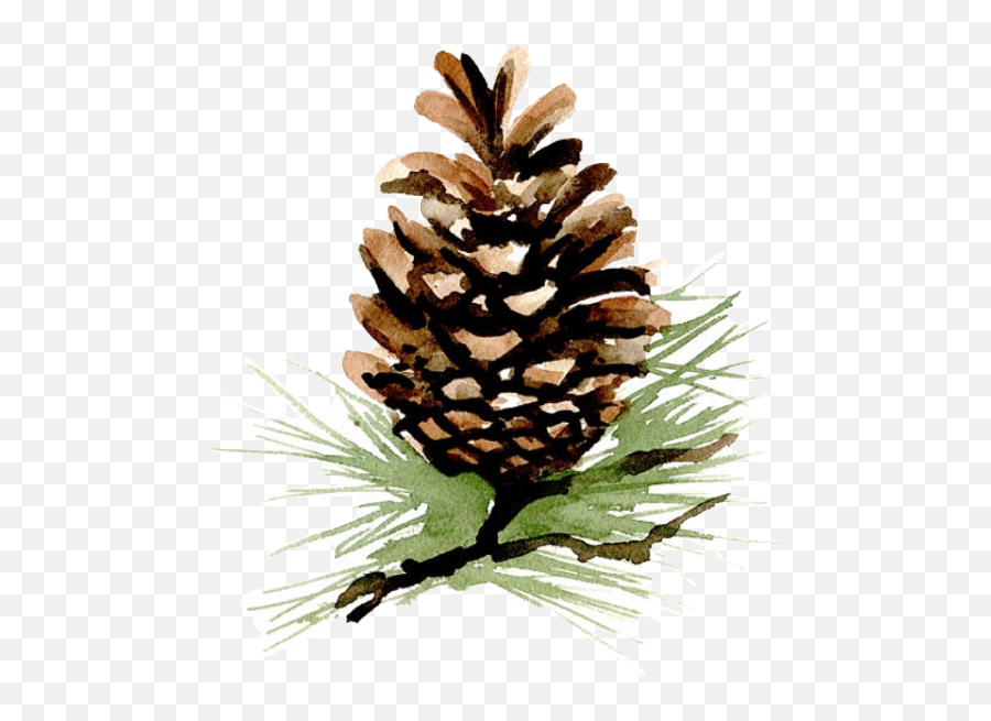 Pinecone Sticker Challenge - Watercolor Painting Emoji,Pine Cone Emoji