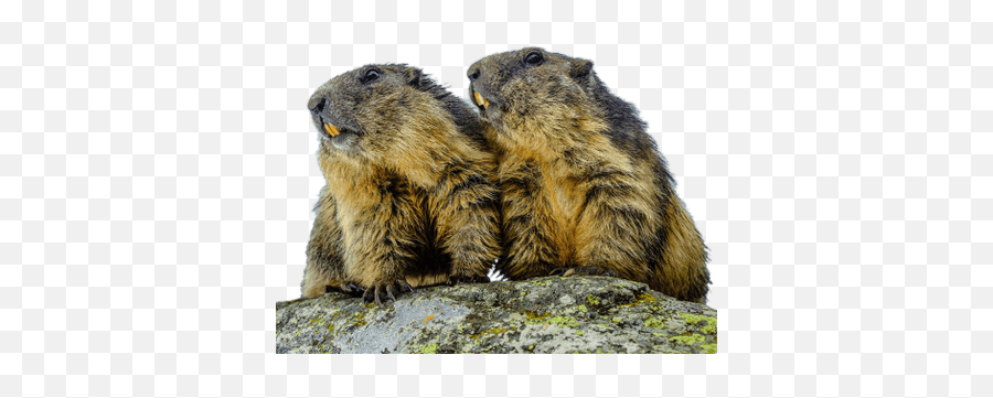 Groundhog Transparent Png - Groundhog Emoji,Ground Hog Woodchuck Emojis