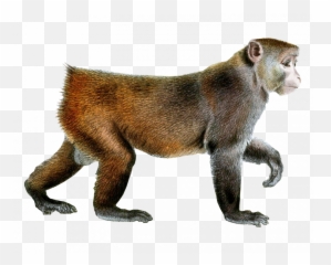 Monkey Png Transparent - Monkey Transparent Background Emoji,Emoji Moneys Wallaper