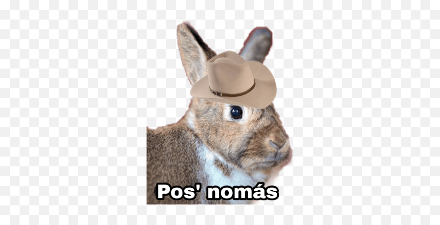 Conejos Groseros Vol 3 - Photo Caption Emoji,Emojis Groceros