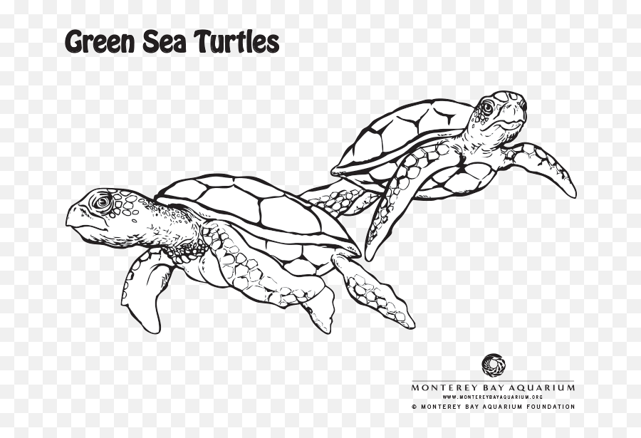 Turtle Coloring Pages - Green Sea Turtle Coloring Page Emoji,Turtle Emotions Pritnable Cards