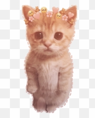 Aesthetic Kitten Cute Sticker - Soft Emoji,Uwu Emojis