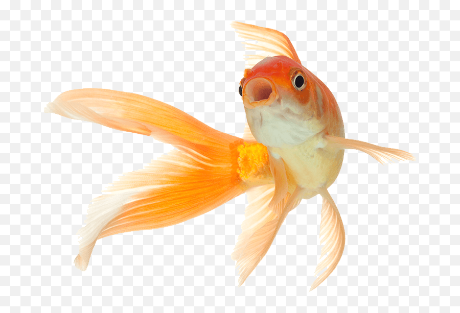 Download Fish Png Pets - Full Size Png Image Pngkit Emoji,Gold Fidsh Emoji