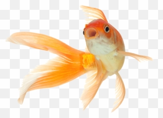 Download Fish Png Pets - Full Size Png Image Pngkit Emoji,Gold Fidsh Emoji