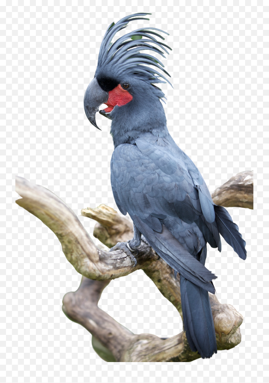 Home - Cockatoo Emoji,Cockatiel Emotions