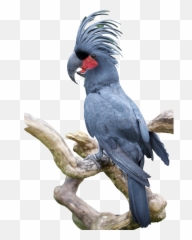 Home - Cockatoo Emoji,Cockatiel Emotions
