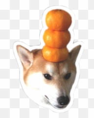 Shibe Shibenation Orangeshiba Cute Sticker By Shian - Clementine Emoji,Shibe Emoji