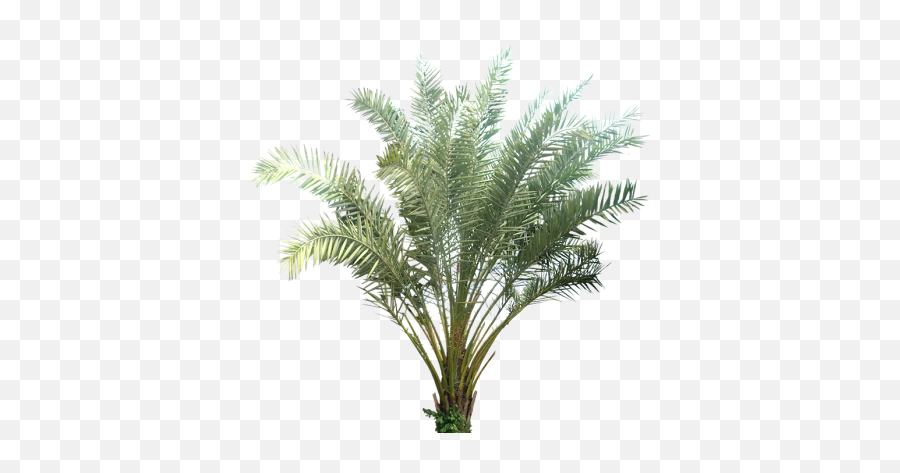 Download Date Palm Free Png Transparent Image And Clipart - Palm Tree Cut Out Png Emoji,How To Make A Palm Tree Emoticon