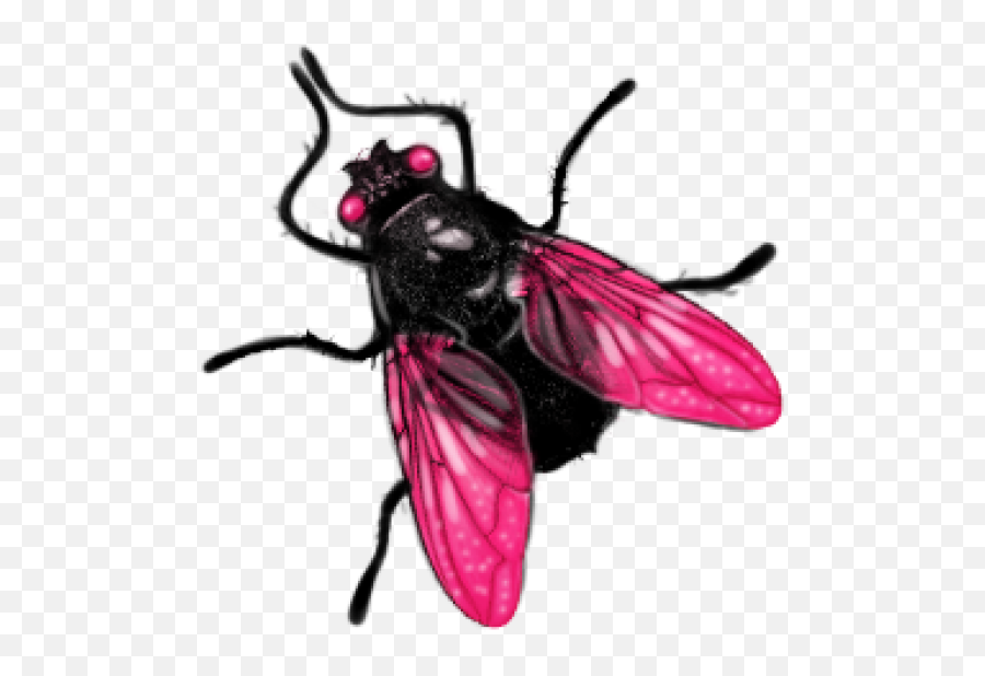 Fly Png - Png Transparent Background Fly Png Emoji,Housefly Emoticon