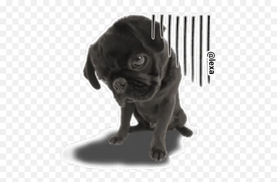 Sticker Maker - The Dog Pug Emoji,Pug Dog Emoticons