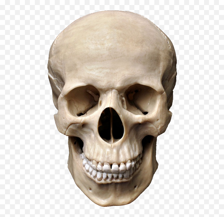 Skull Human Skeleton Stock Photography Homo Sapiens Bone - Skull Png Emoji,Homo Emoji