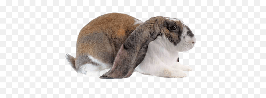 English Lop Rabbit Health Facts By Petplan Petplan Emoji,Don You Ever Want To Talk About Your Emotions Vine