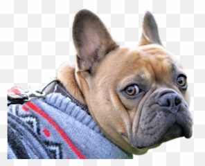 Frenchie Png Images Download Frenchie Png Transparent Image Emoji,Pug Emoji To E-mail