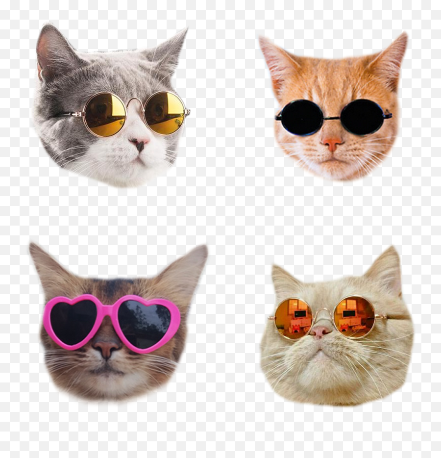 Cool Cats Sticker By Eliseccv - White 3x3 Cat Stickers Cats Aesthetic Stickers Emoji,Cool Cat Emoji