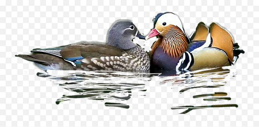 The Most Edited Fauna Picsart - Duck Emoji,Duck Emoji Pillow